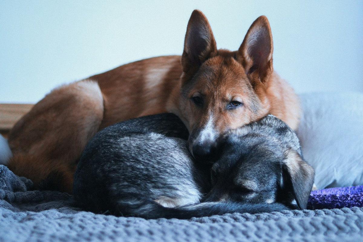 Dog and cat together